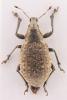 Liophloeus tessulatus